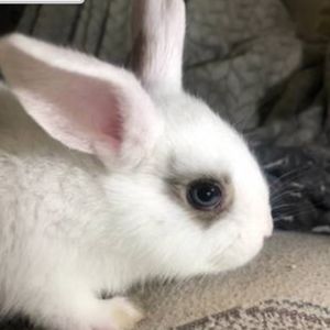 Meet your Posher, Resa